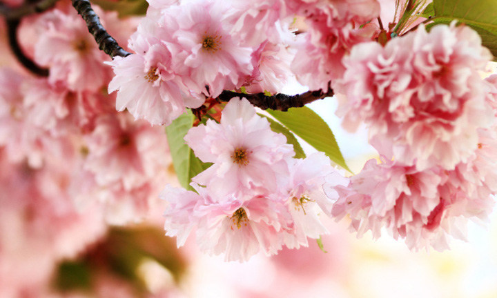 春暖花開(kāi)時(shí)節(jié)，2021年博皓“鷹之家”學(xué)習(xí)組織班委換屆盛典