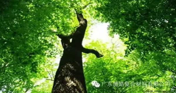 【博皓感悟】欲為大樹(shù)，莫與草爭(zhēng)-1