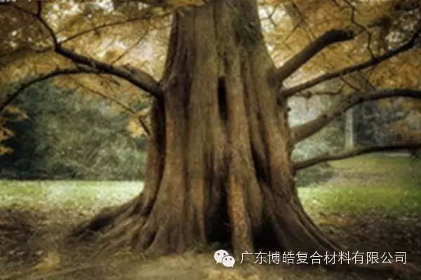 【博皓感悟】欲為大樹(shù)，莫與草爭(zhēng)-4