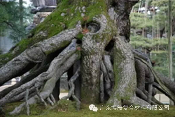 【博皓感悟】欲為大樹(shù)，莫與草爭(zhēng)-5